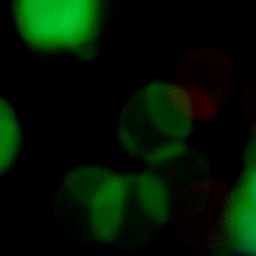 Bokeh-362
